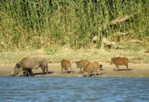 Дамбадағы қабандар