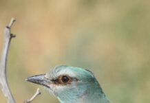 Тропиктен келген көкқарға