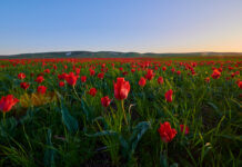 Қызғалдақтың отаны