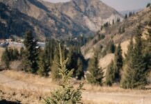 Шыршалы Шымбұлақ